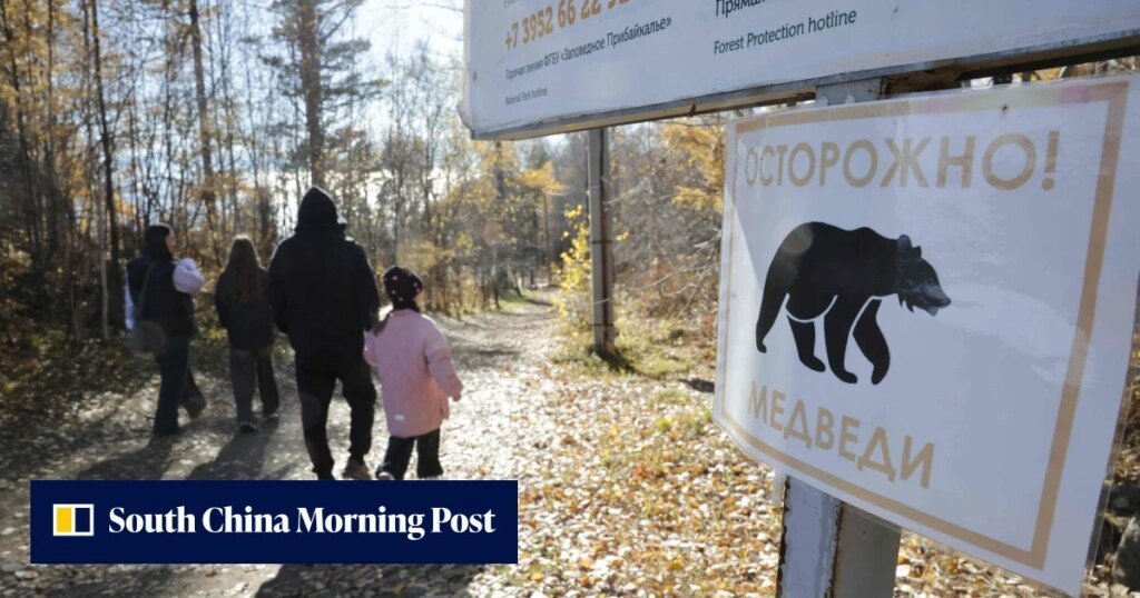 Over 3,000 bears culled in Russia after wave of deadly attacks: ‘we’ve never had this’