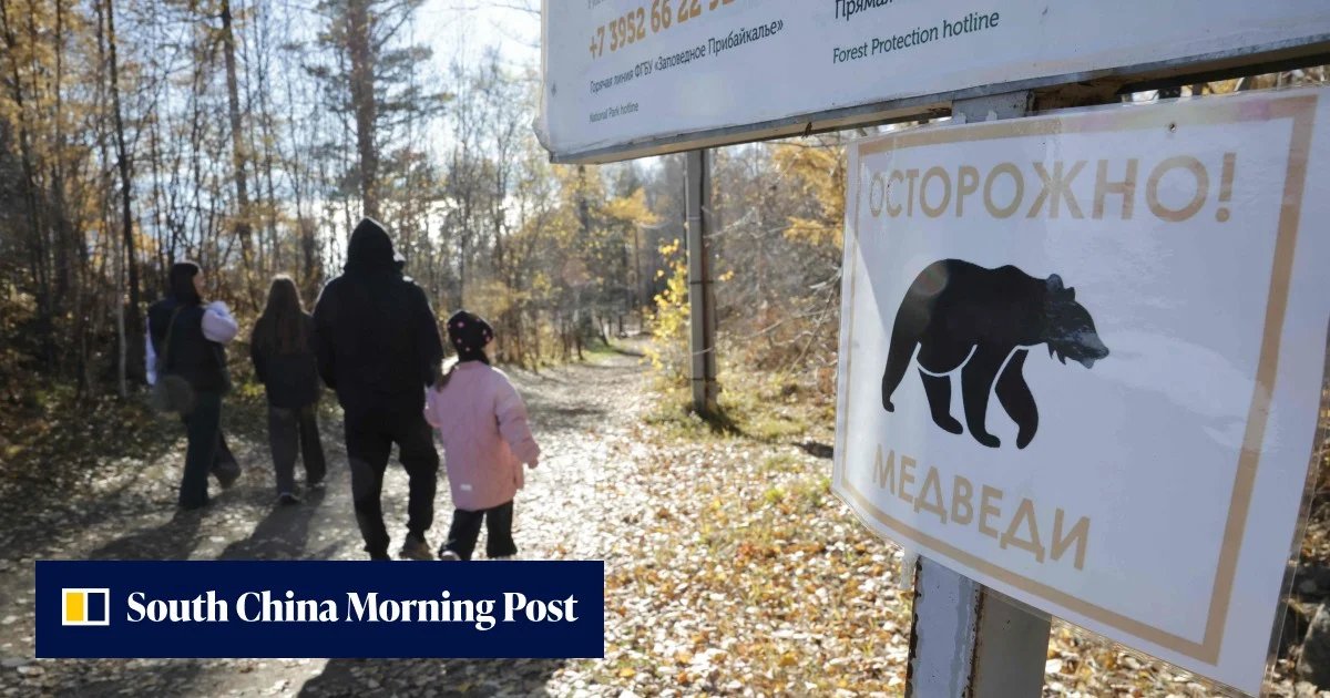 Over 3,000 bears culled in Russia after wave of deadly attacks: ‘we’ve never had this’